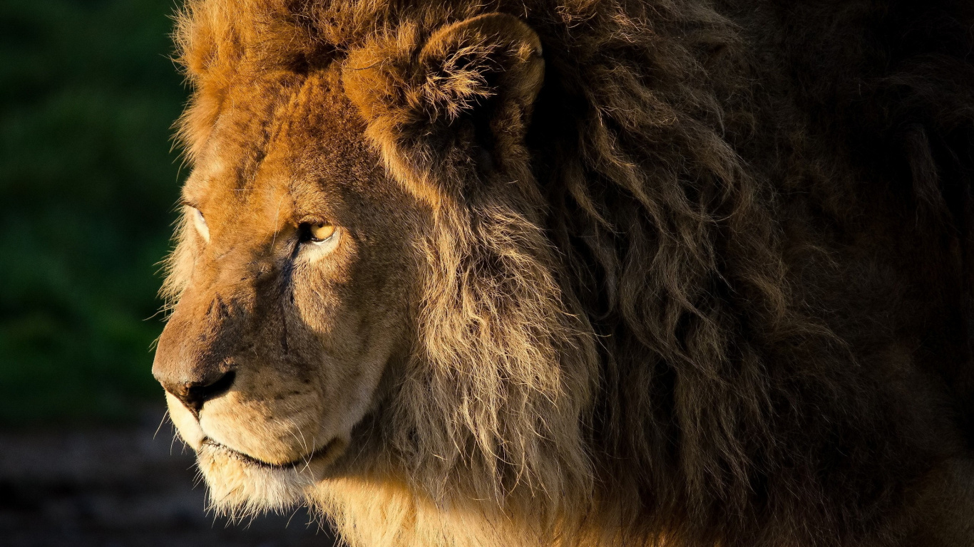狮子, 野生动物, 马赛马的狮子, 陆地动物, 鬃毛 壁纸 1366x768 允许
