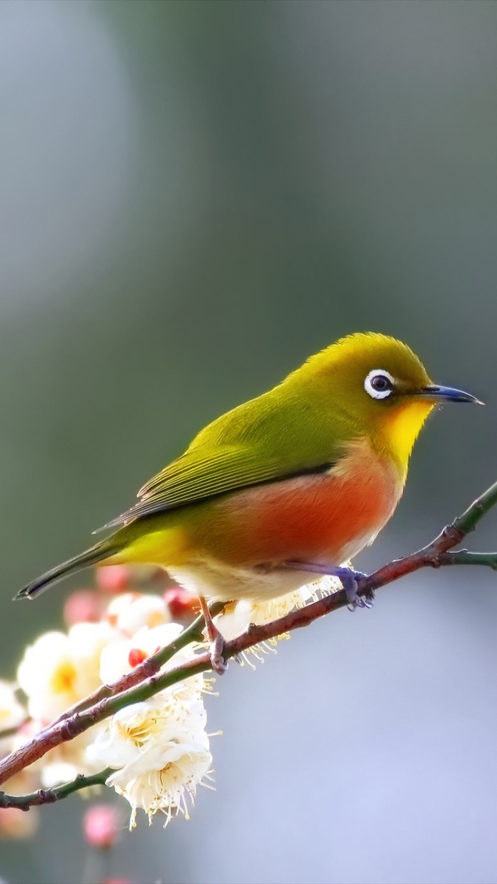 Gelber Und Grüner Vogel Auf Weißer Blume. Wallpaper in 720x1280 Resolution