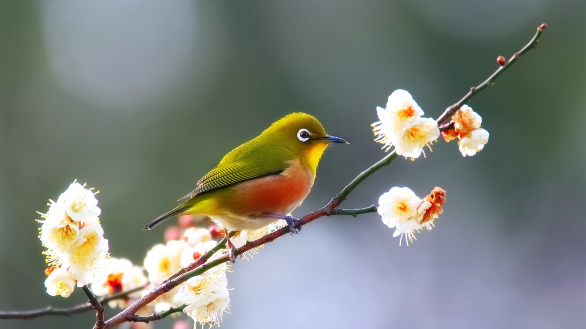 Oiseau Jaune et Vert Sur Fleur Blanche. Wallpaper in 1920x1080 Resolution