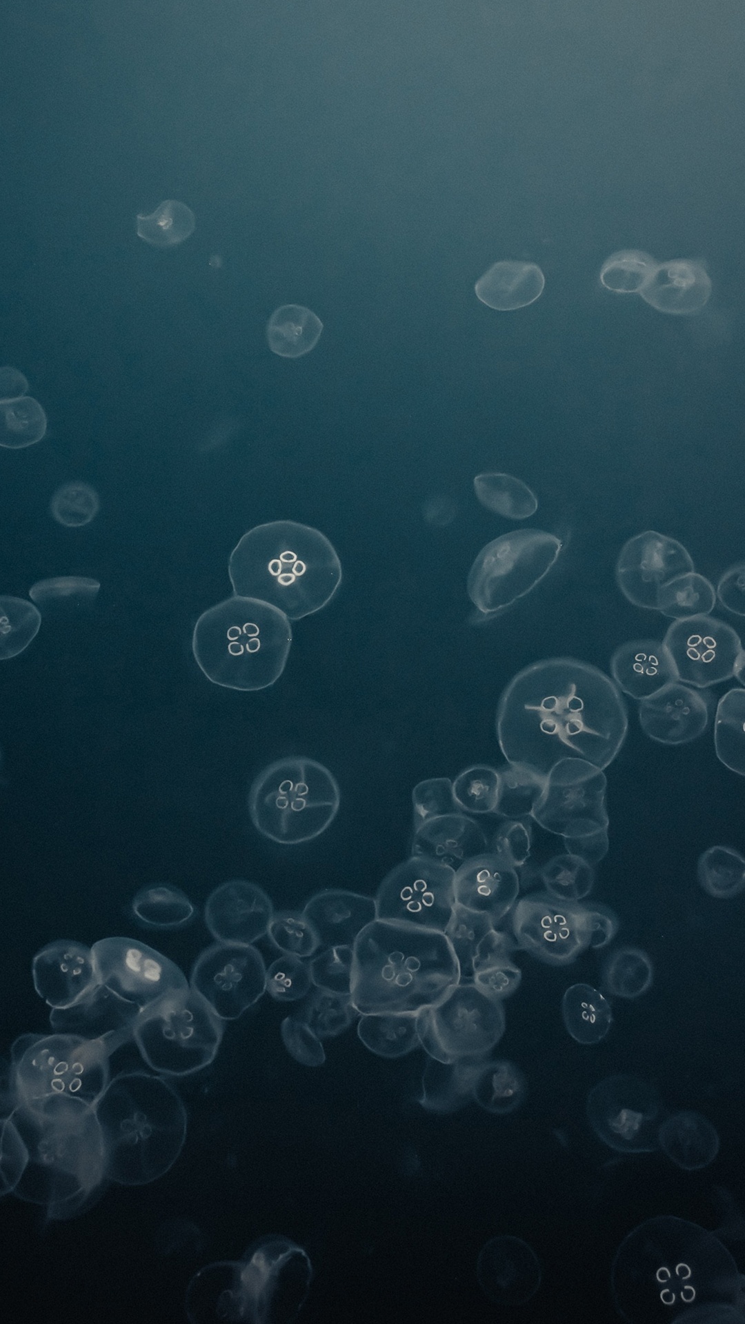 Cercle, Eau, Liquid, Azure, Gris. Wallpaper in 1080x1920 Resolution