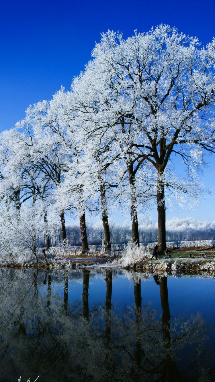 White Trees Near Body of Water During Daytime. Wallpaper in 750x1334 Resolution