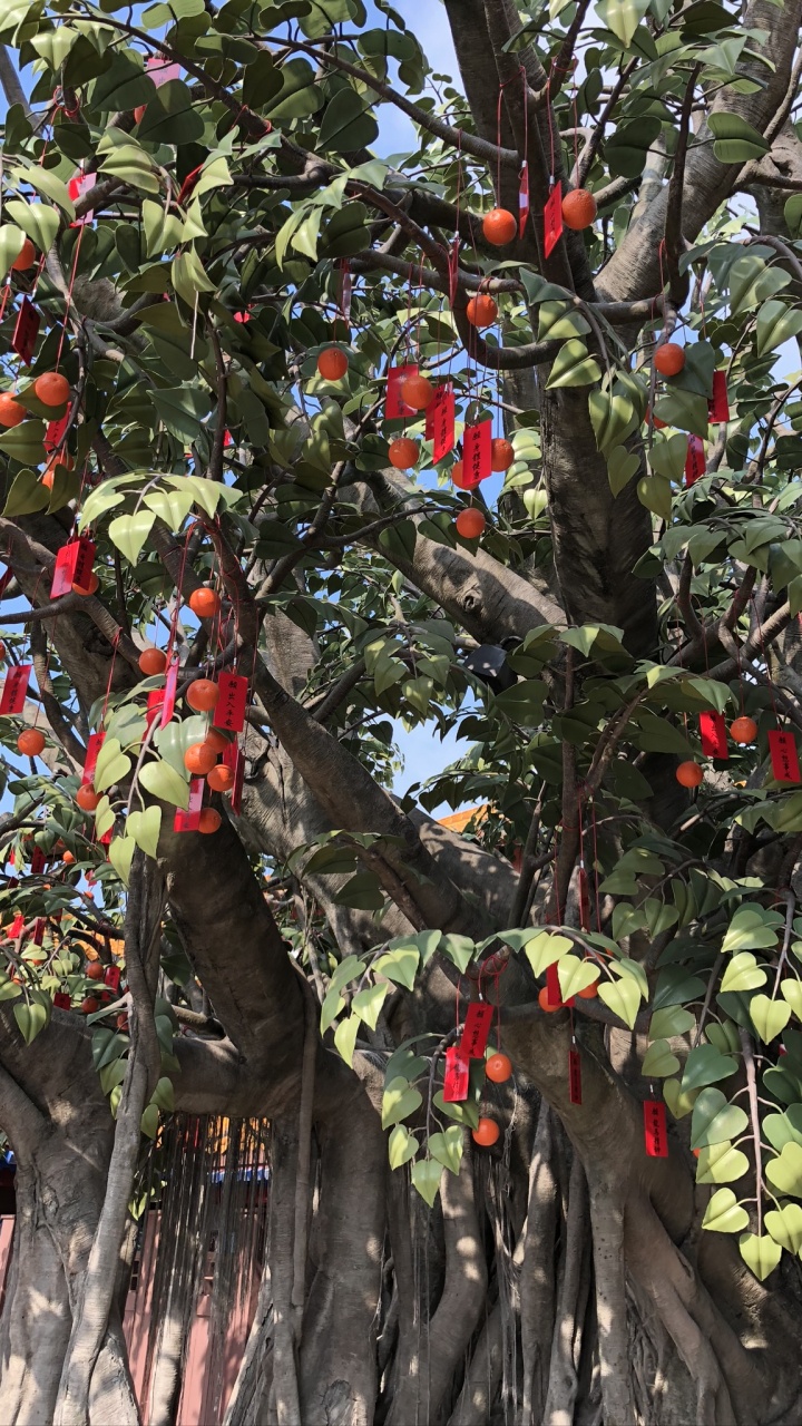 Baum, Blühende Pflanze, Wissenschaft, Biologie, Branch. Wallpaper in 720x1280 Resolution