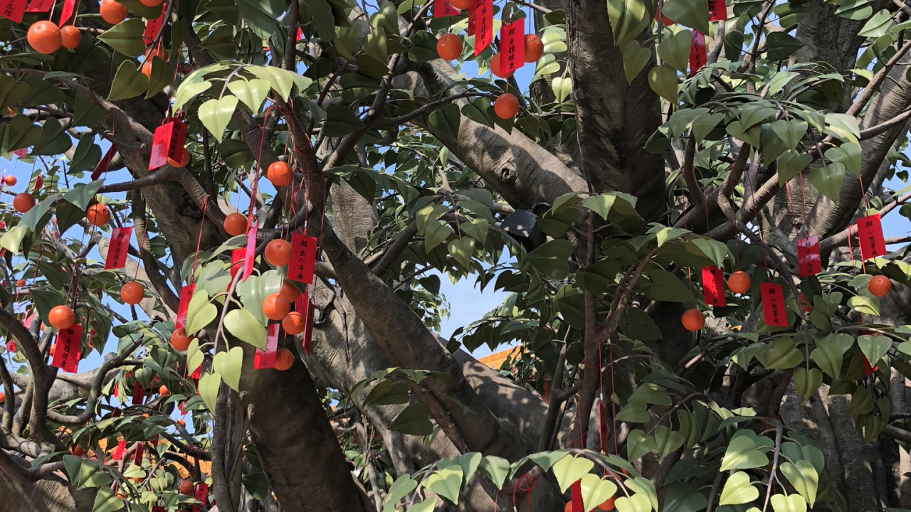 Tree, Flowering Plant, Science, Biology, Branch. Wallpaper in 1280x720 Resolution