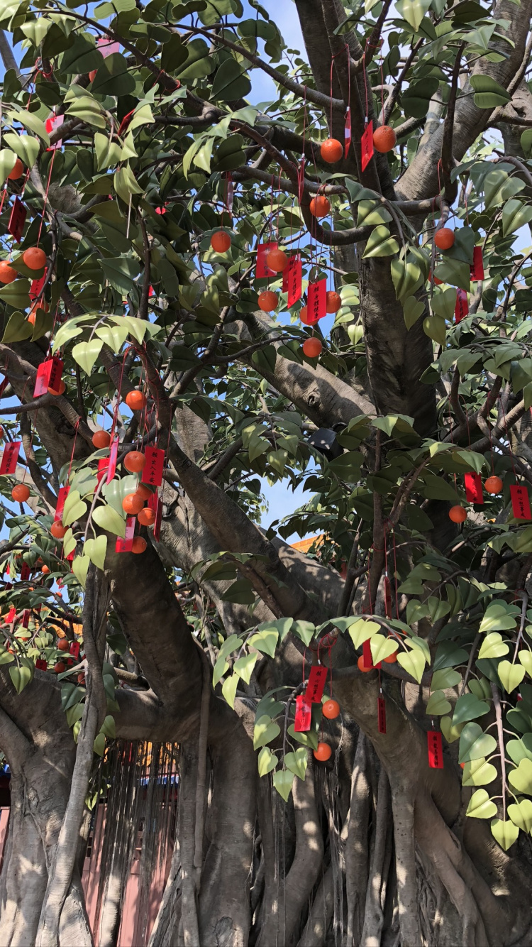 Tree, Flowering Plant, Science, Biology, Branch. Wallpaper in 750x1334 Resolution