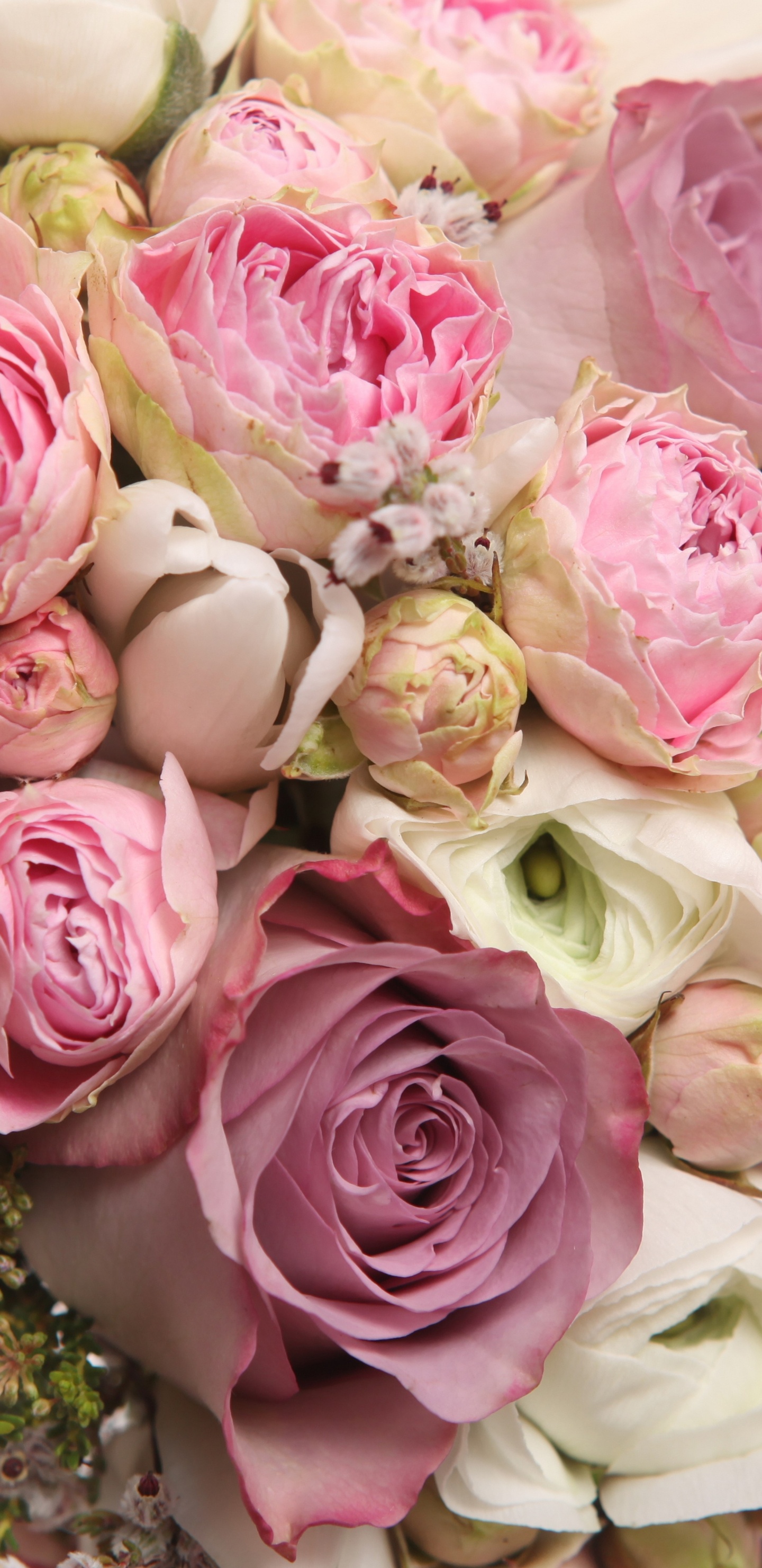 Pink and White Roses Bouquet. Wallpaper in 1440x2960 Resolution