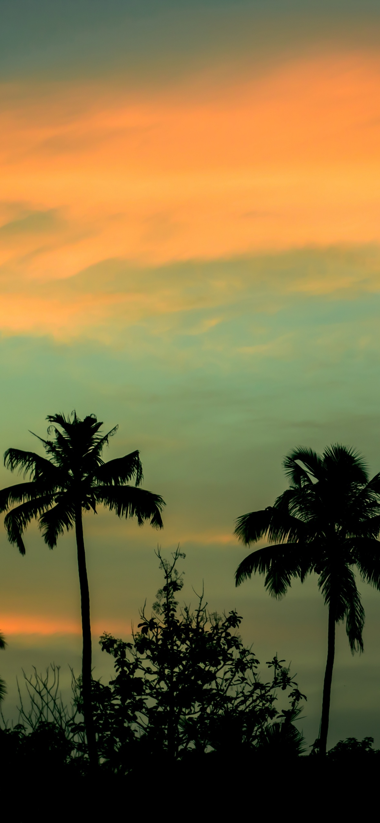 Silueta de Palmeras Durante la Puesta de Sol. Wallpaper in 1242x2688 Resolution