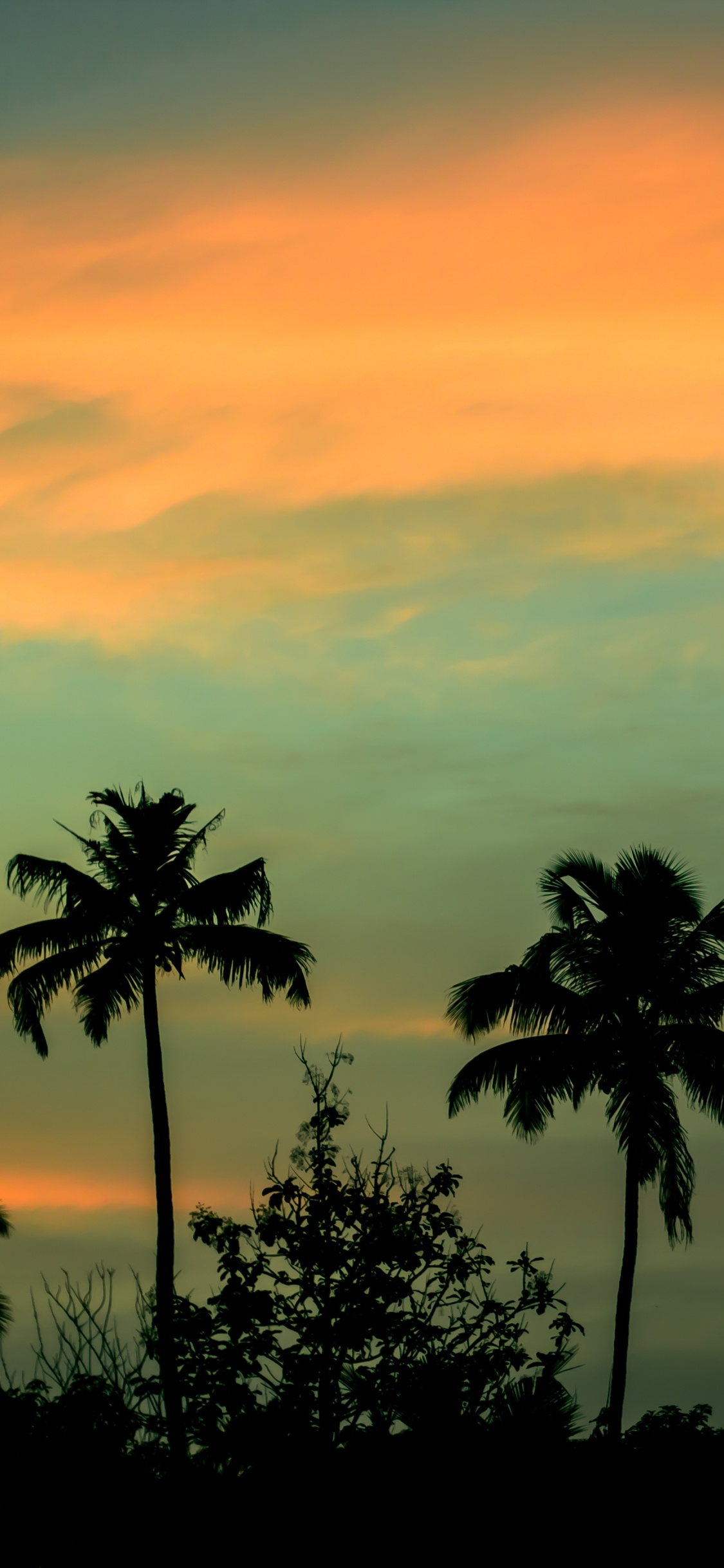 Silhouette de Palmiers au Coucher du Soleil. Wallpaper in 1125x2436 Resolution