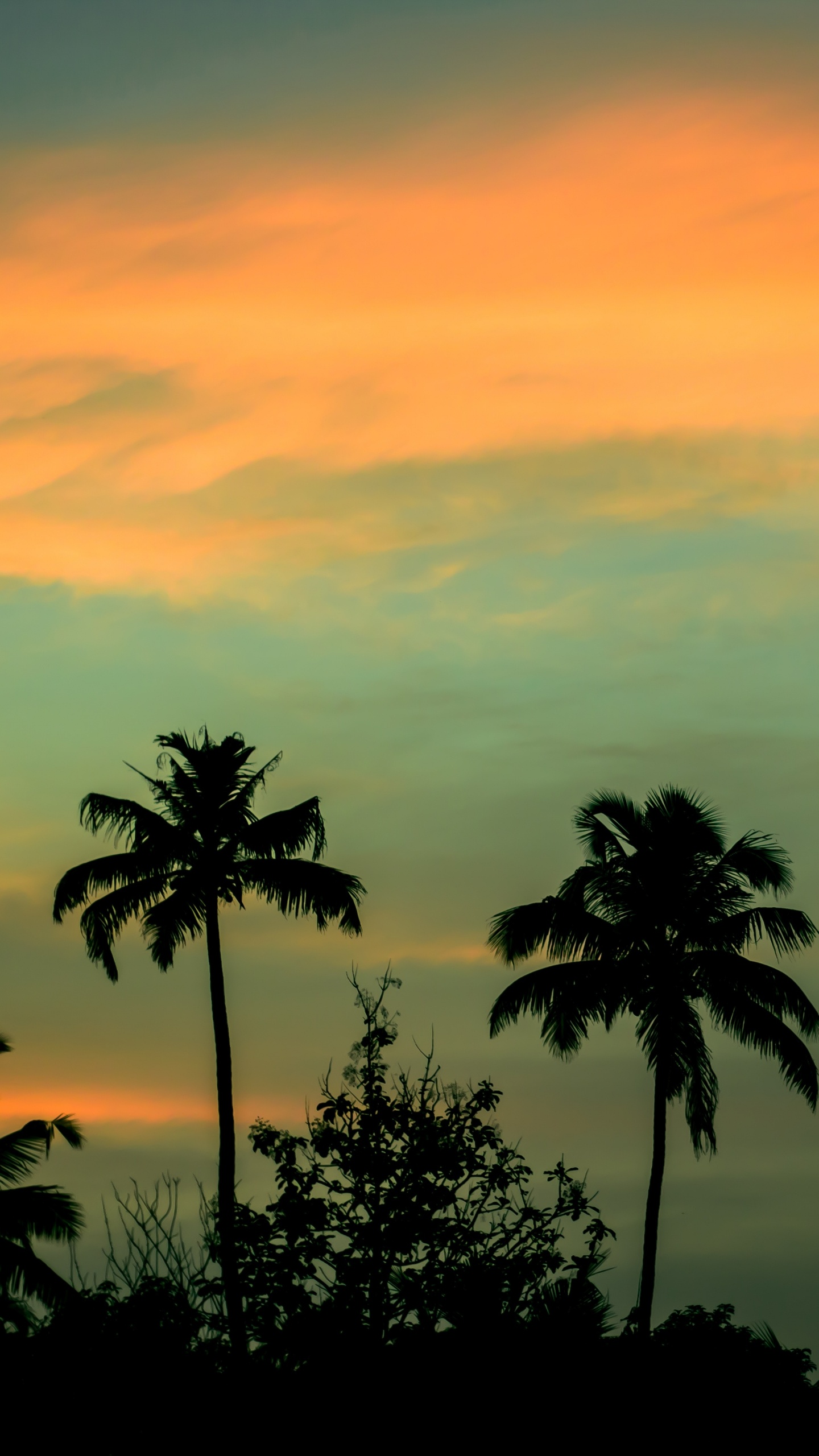 Silhouette de Palmiers au Coucher du Soleil. Wallpaper in 1440x2560 Resolution