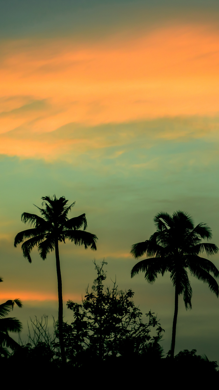 Silhouette de Palmiers au Coucher du Soleil. Wallpaper in 750x1334 Resolution