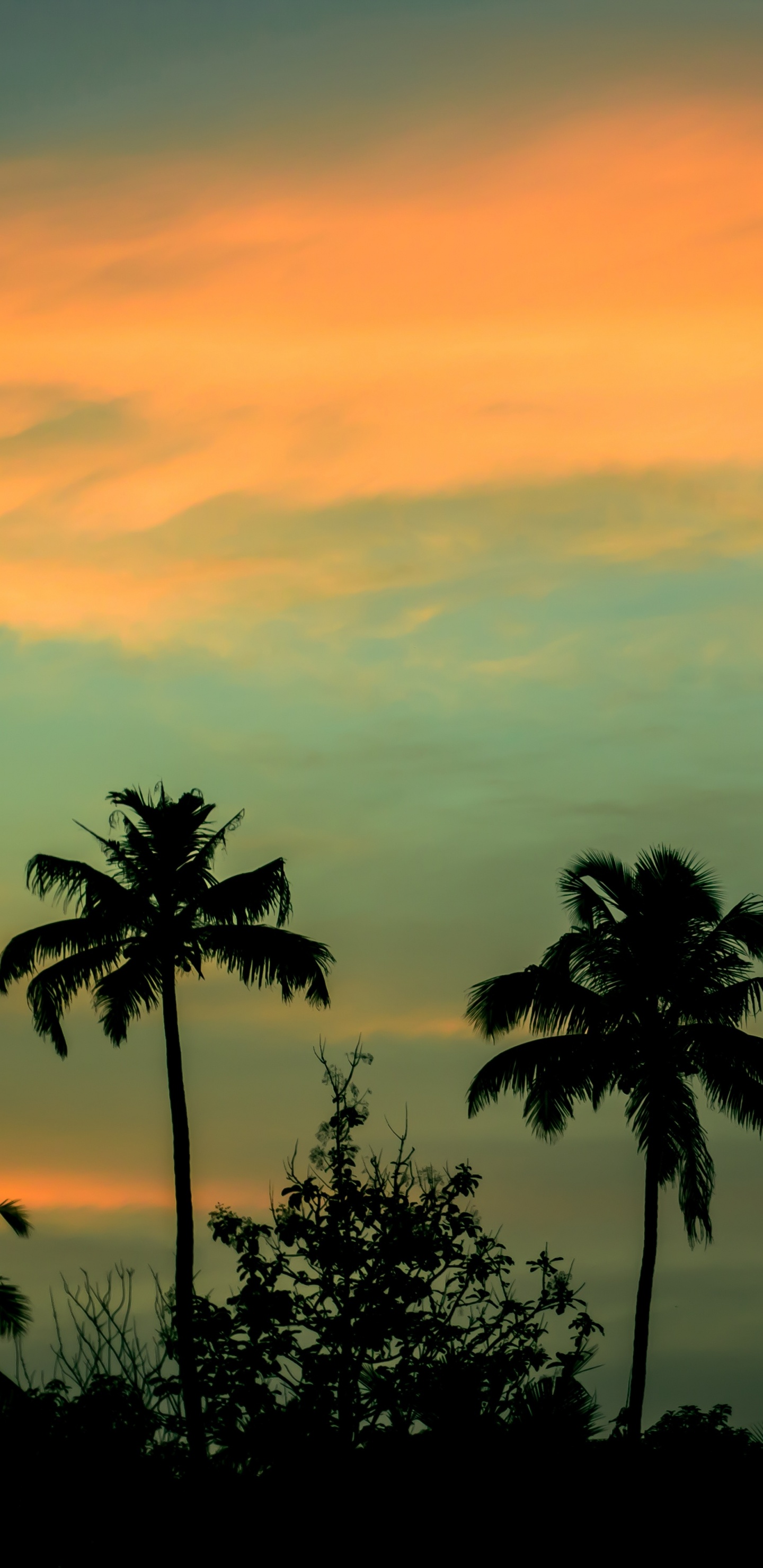 Silhouette Von Palmen Bei Sonnenuntergang. Wallpaper in 1440x2960 Resolution