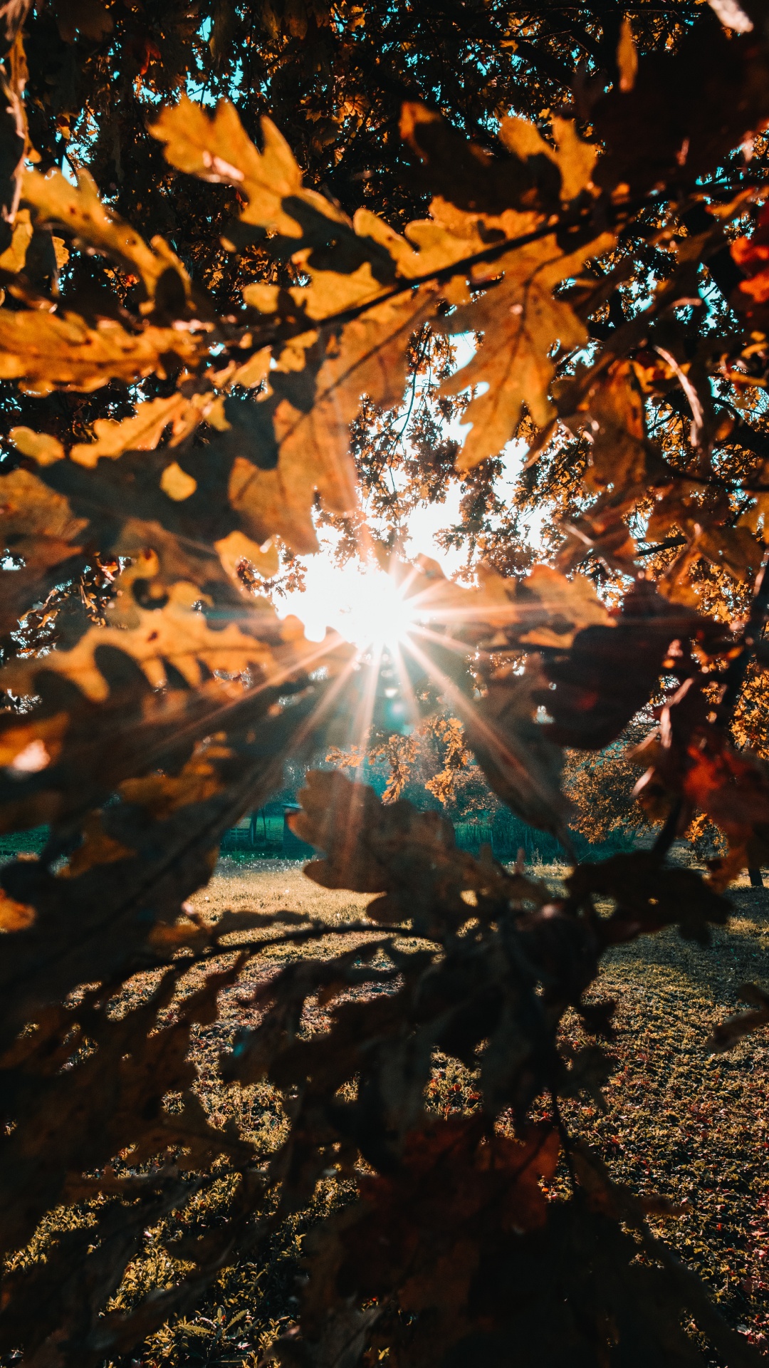 Nature, Feuille, Lumière, Orange, Eau. Wallpaper in 1080x1920 Resolution