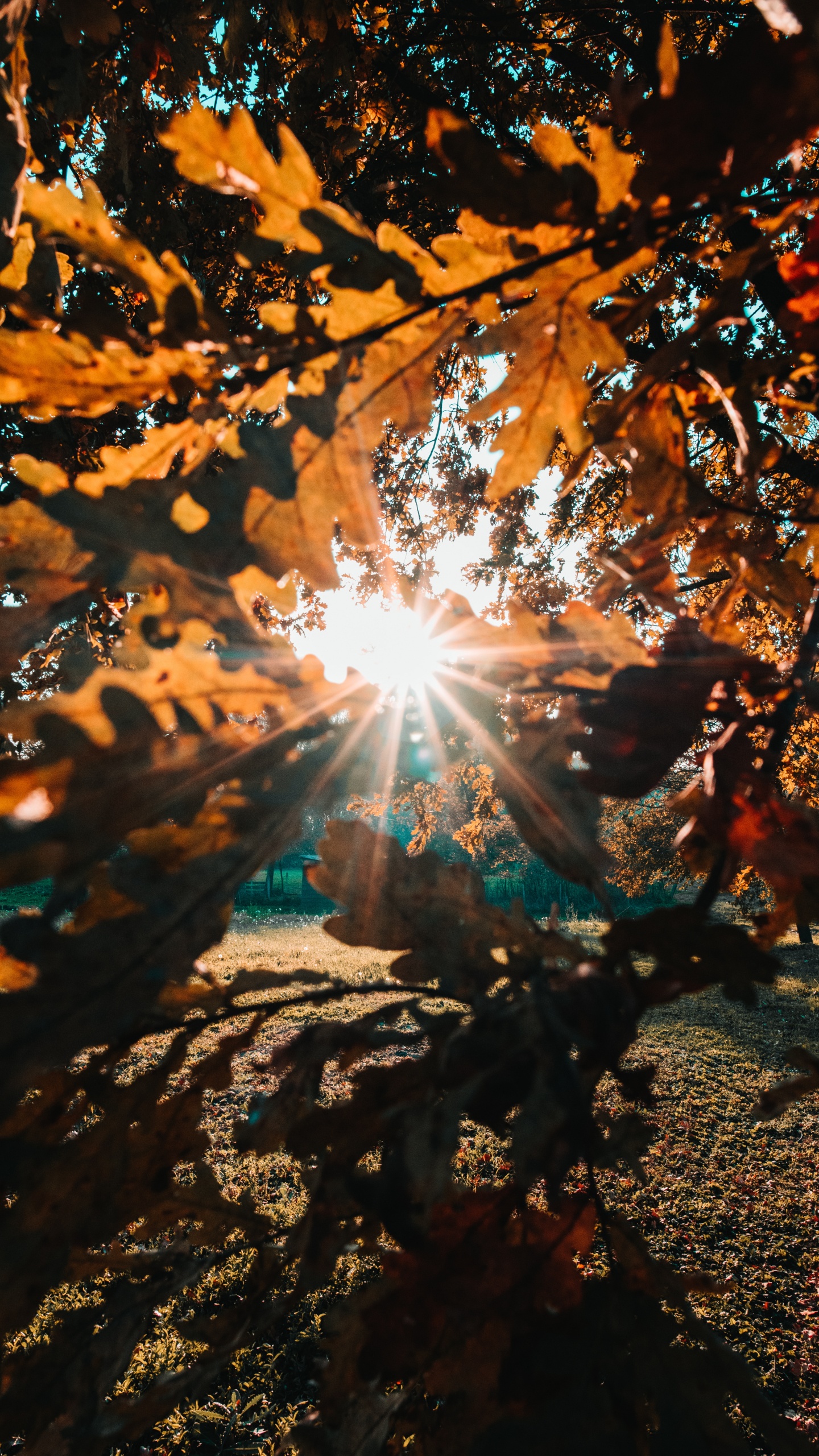 Nature, Feuille, Lumière, Orange, Eau. Wallpaper in 1440x2560 Resolution