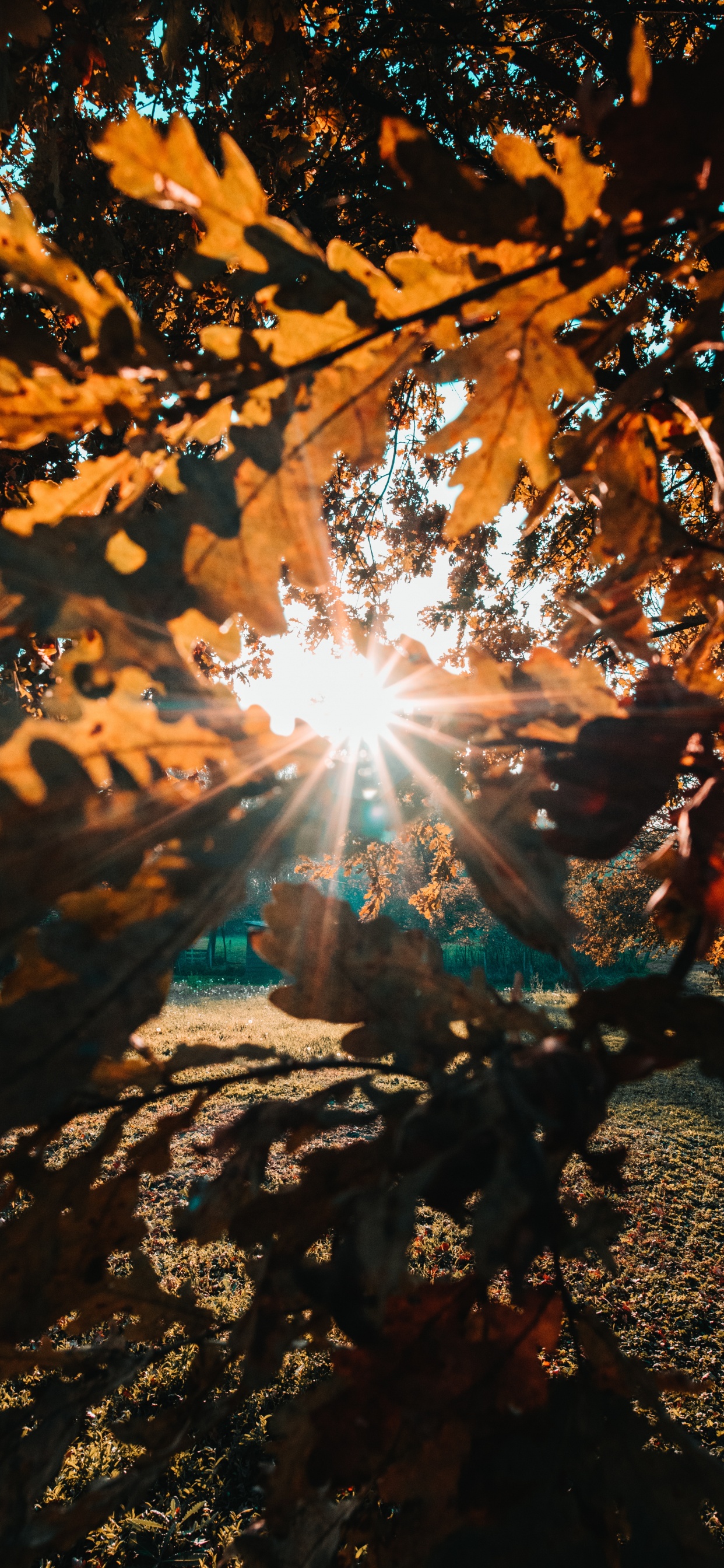 Sonnenlicht, Natur, Blatt, Baum, Licht. Wallpaper in 1242x2688 Resolution