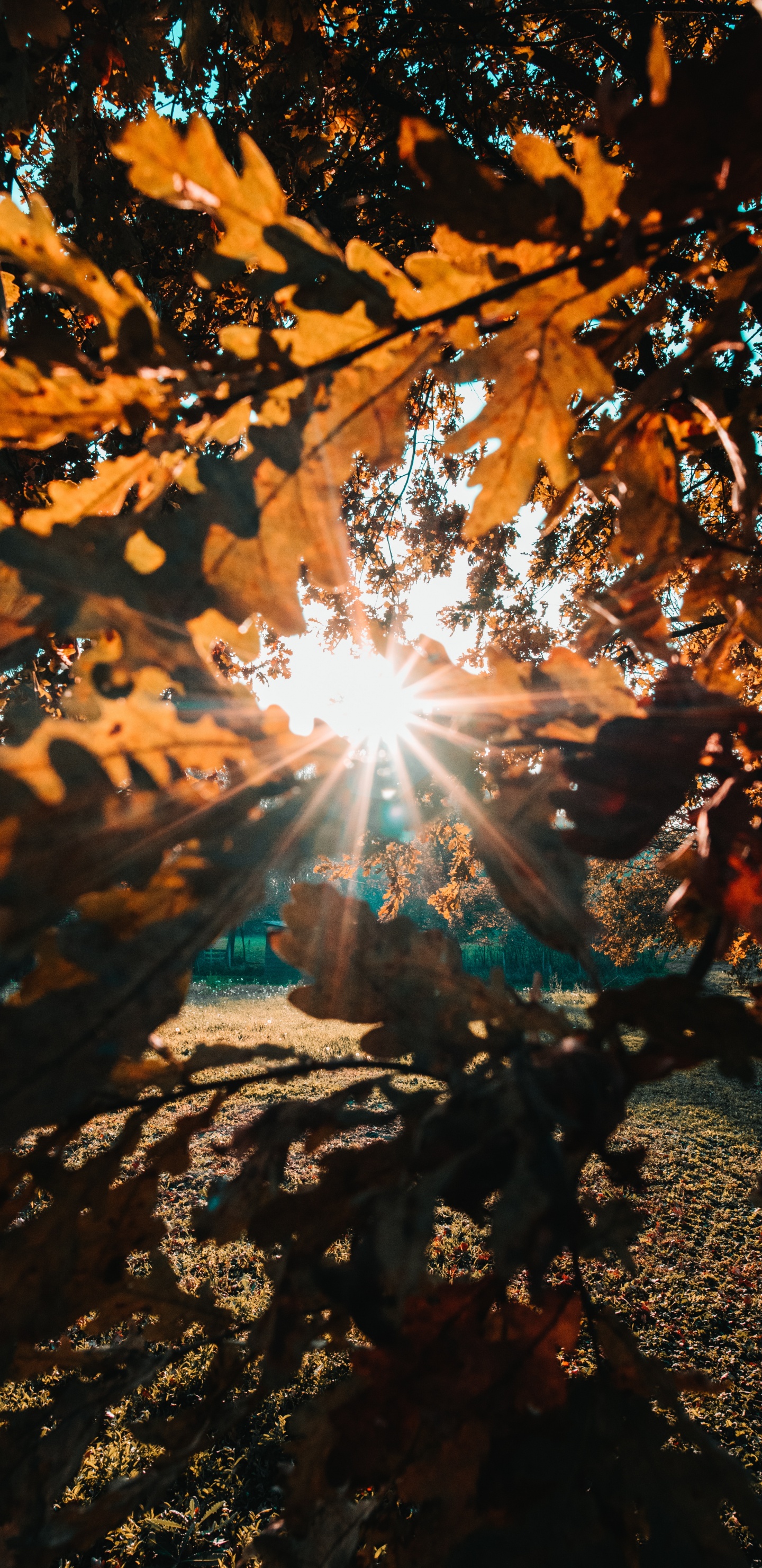 Sonnenlicht, Natur, Blatt, Baum, Licht. Wallpaper in 1440x2960 Resolution