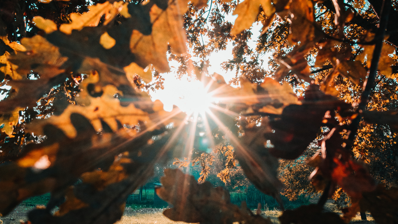 Sunlight, Nature, Leaf, Tree, Light. Wallpaper in 1280x720 Resolution