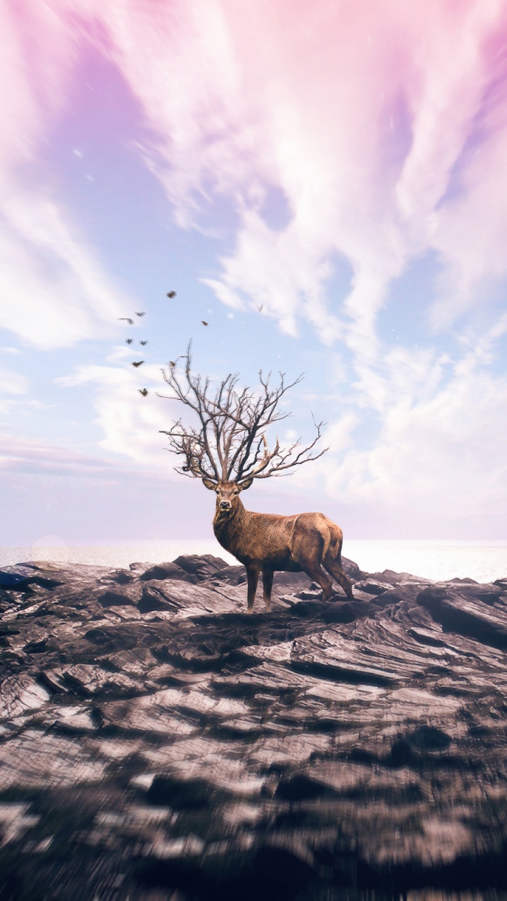 Brown Deer on Gray Rock Formation Under White Clouds and Blue Sky During Daytime. Wallpaper in 720x1280 Resolution