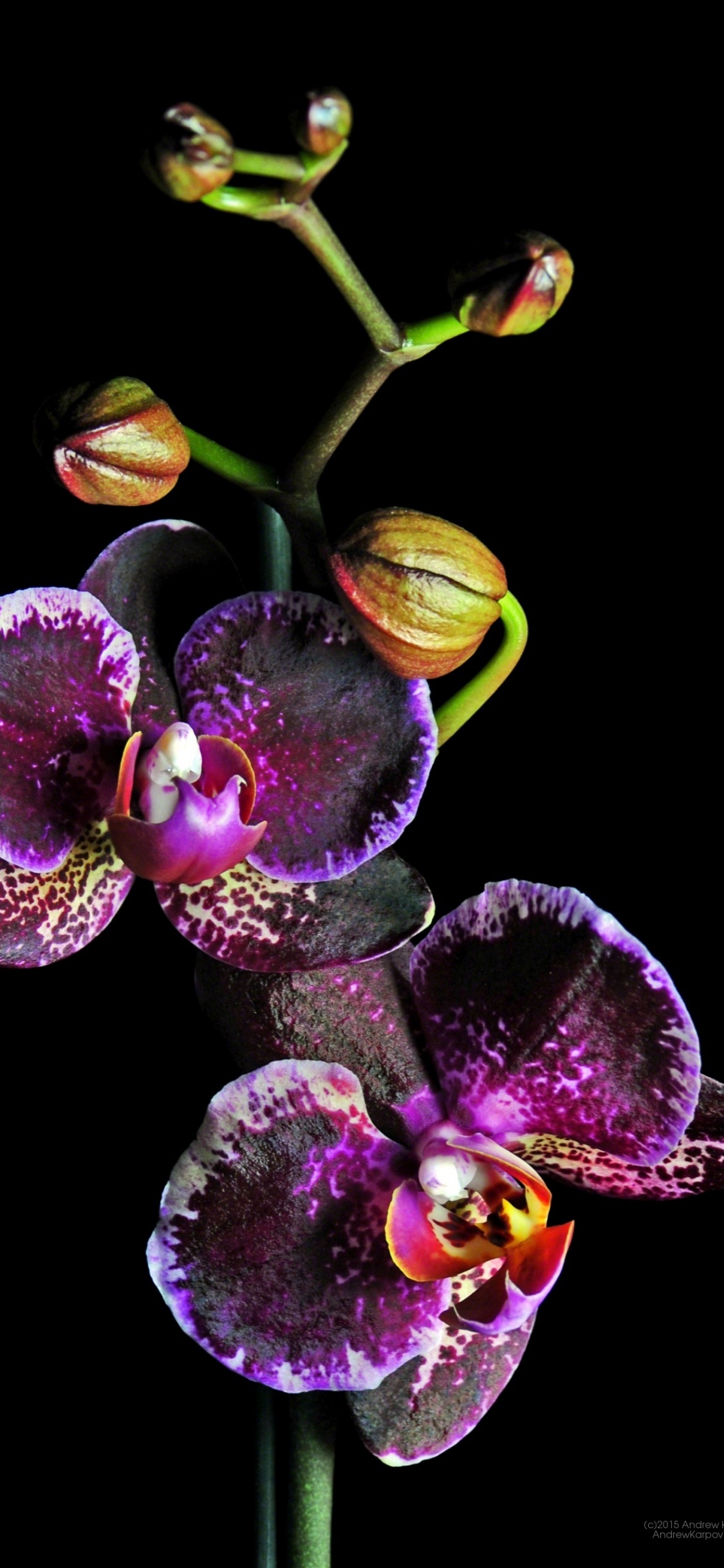 Lila Und Grüne Mottenorchideen. Wallpaper in 1125x2436 Resolution