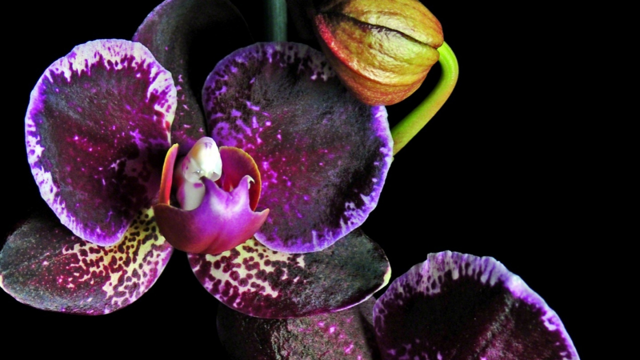 Orquídeas Polilla Púrpura y Verde. Wallpaper in 1280x720 Resolution