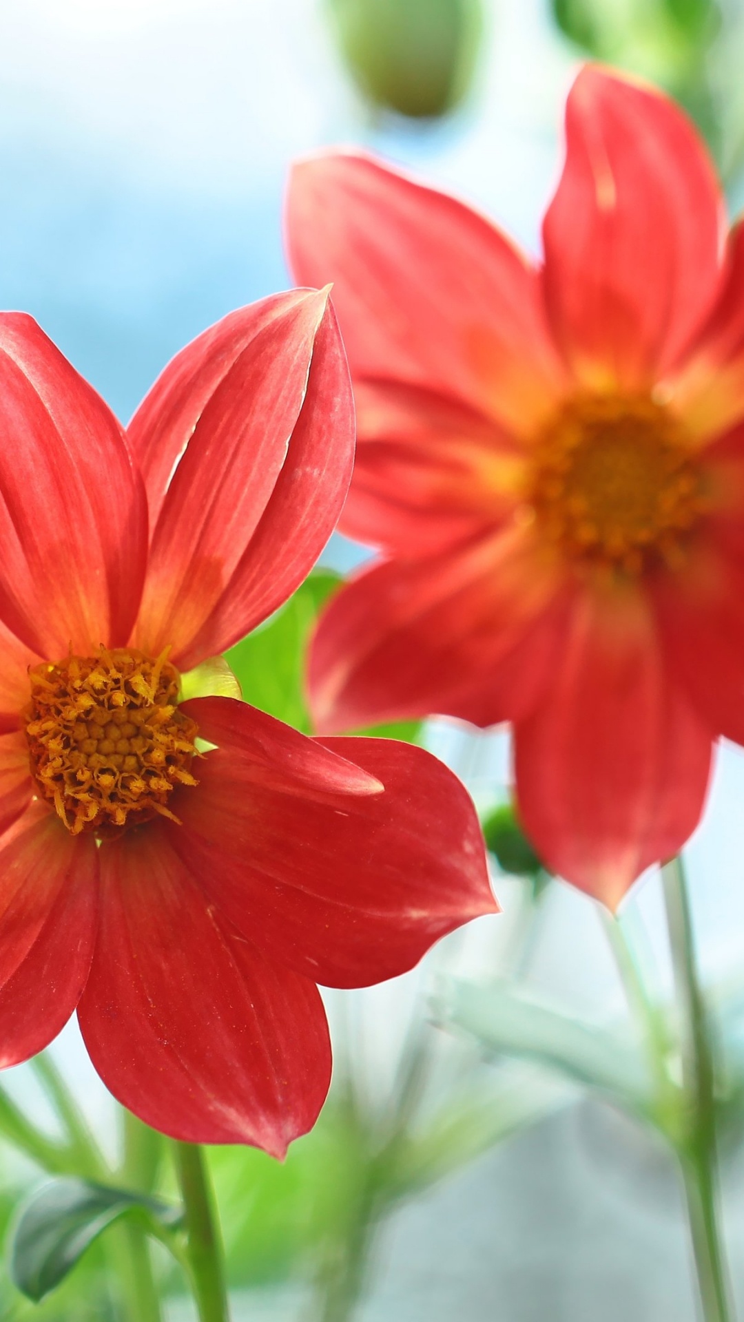 Flora, Flower, Flowering Plant, Annual Plant, Plant. Wallpaper in 1080x1920 Resolution