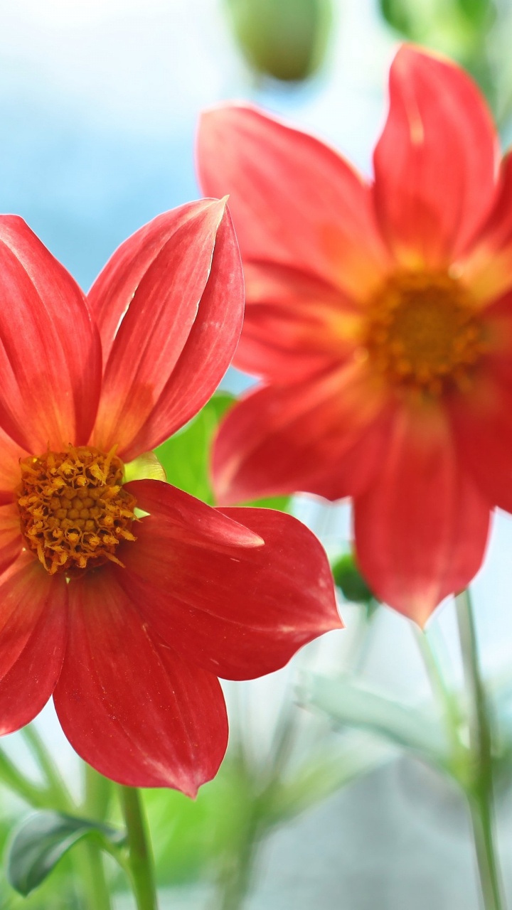 Flora, Flower, Flowering Plant, Annual Plant, Plant. Wallpaper in 720x1280 Resolution