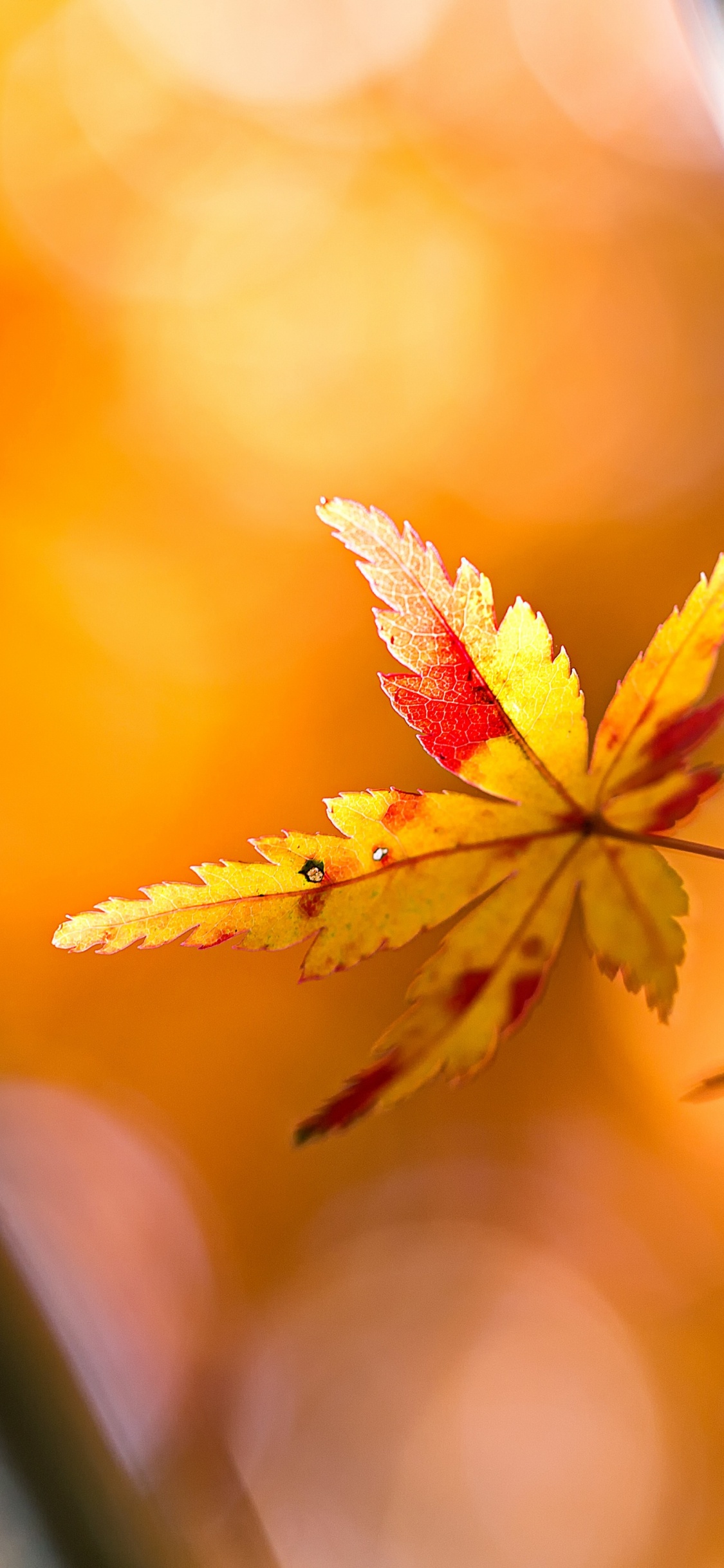 Qiufen, Solar Term, Plant, Amber, Branch. Wallpaper in 1125x2436 Resolution