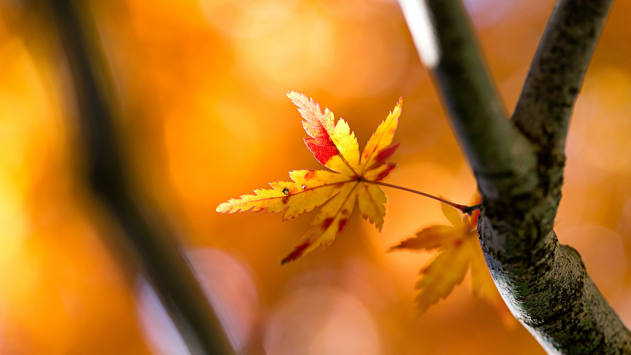 Qiufen, Solar Term, Plant, Amber, Branch. Wallpaper in 1280x720 Resolution