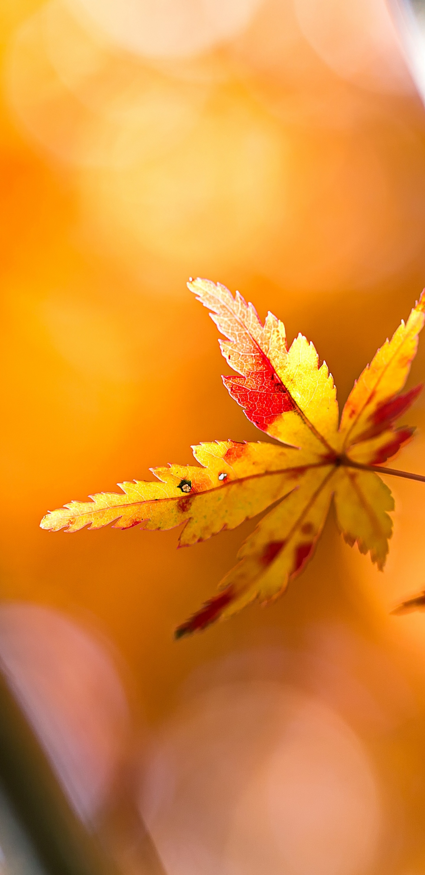 Qiufen, Solar Term, Plant, Amber, Branch. Wallpaper in 1440x2960 Resolution