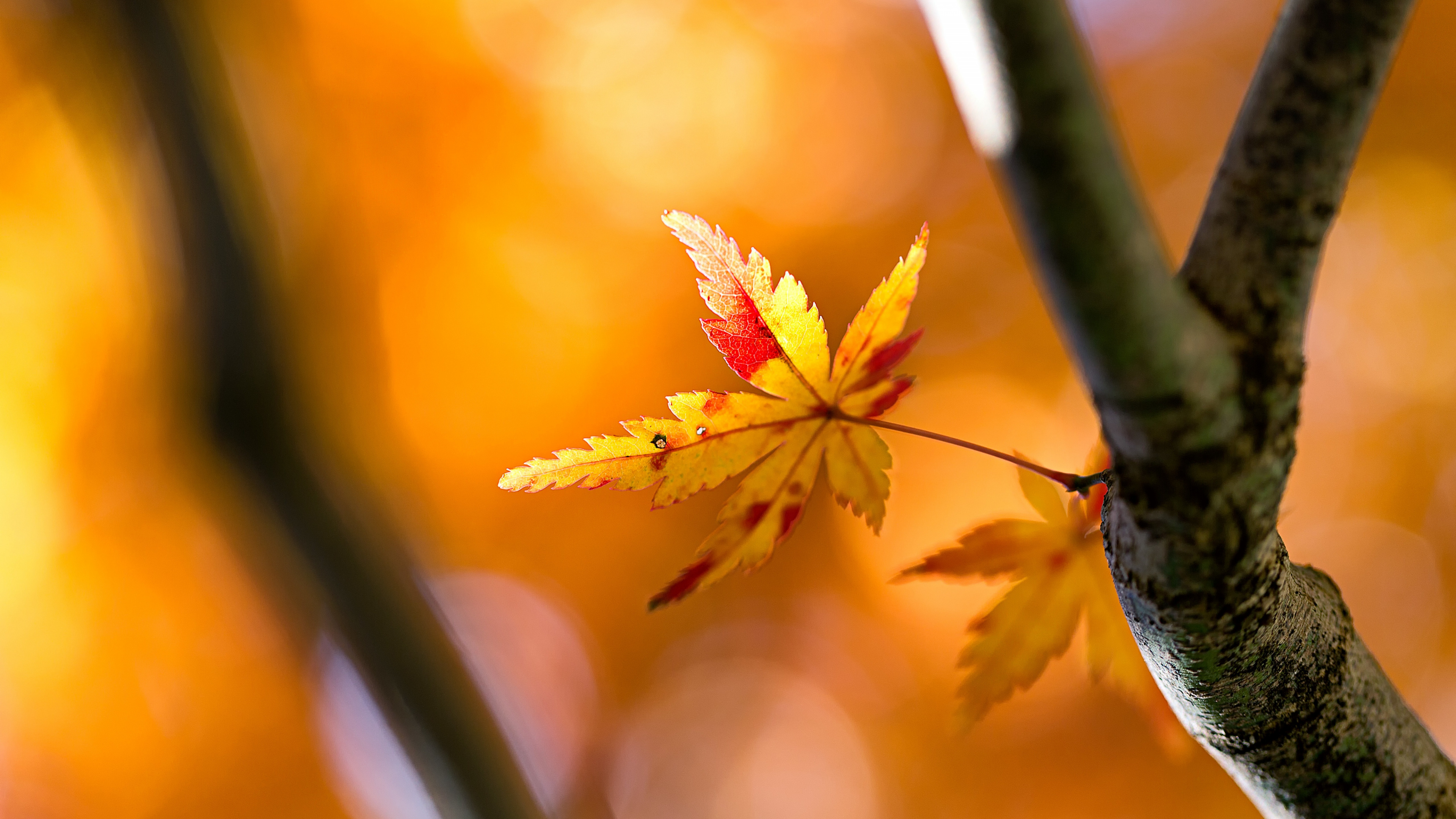 Qiufen, Solar Term, Plant, Amber, Branch. Wallpaper in 3840x2160 Resolution