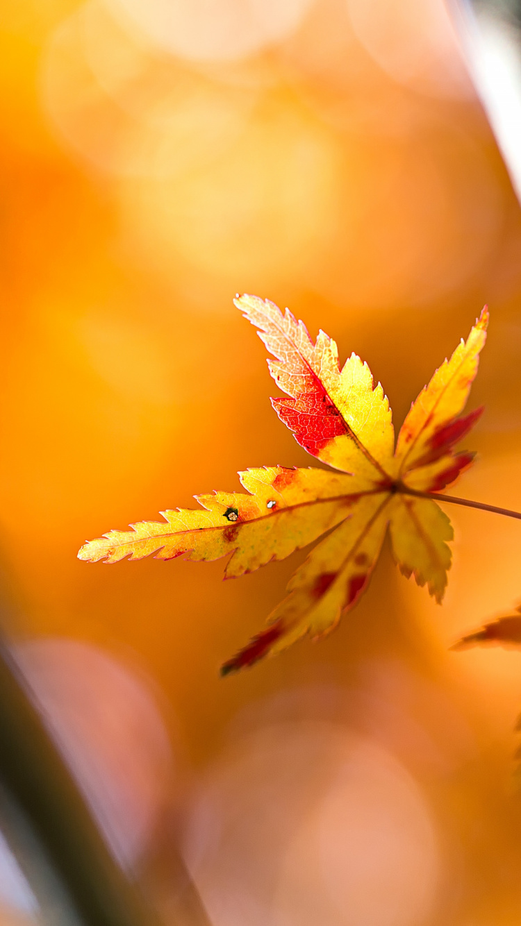 Qiufen, Solar Term, Plant, Amber, Branch. Wallpaper in 750x1334 Resolution