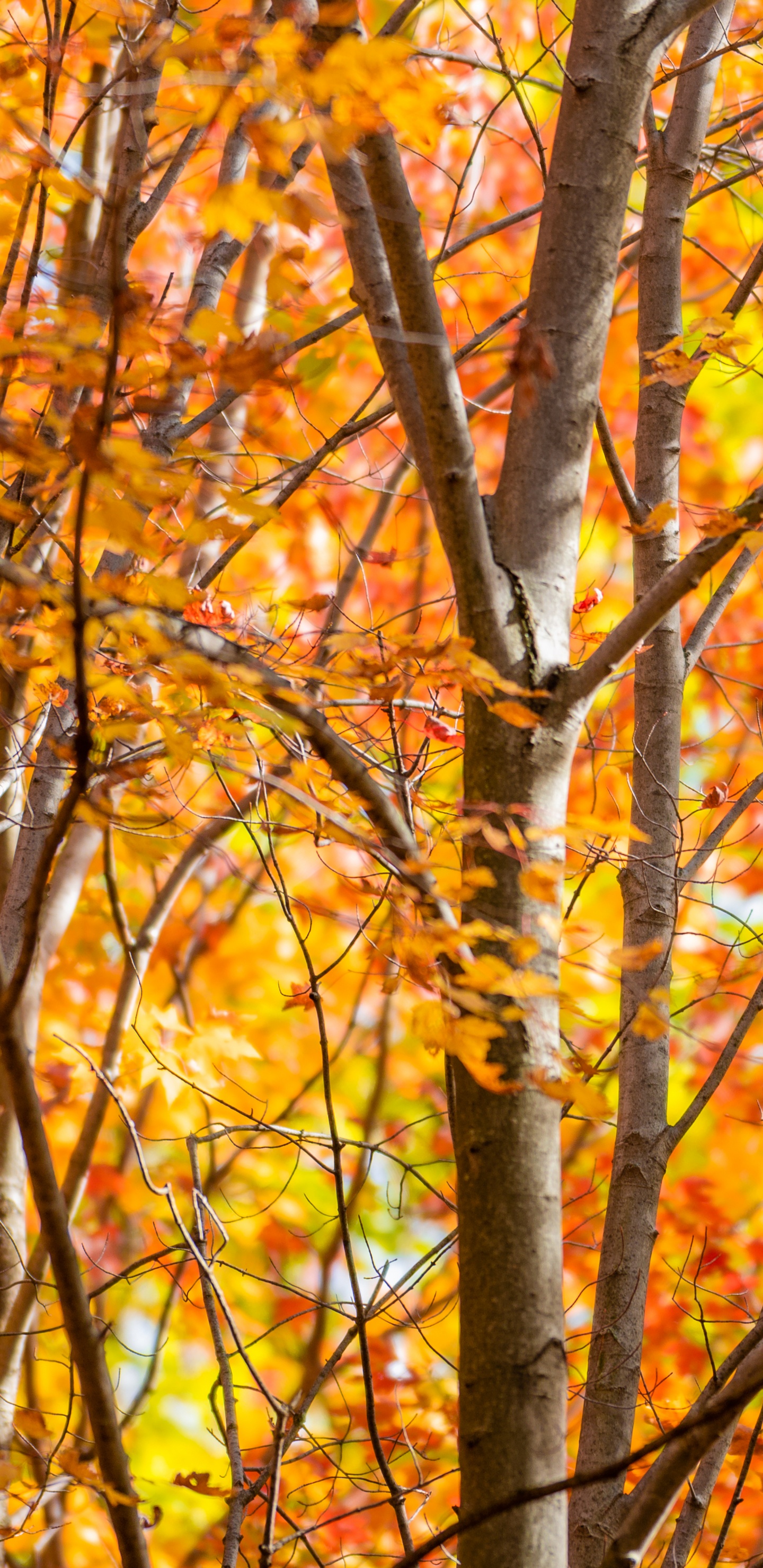 Feuille, Paysage Naturel, Les Gens Dans la Nature, Rameau, Ambre. Wallpaper in 1440x2960 Resolution