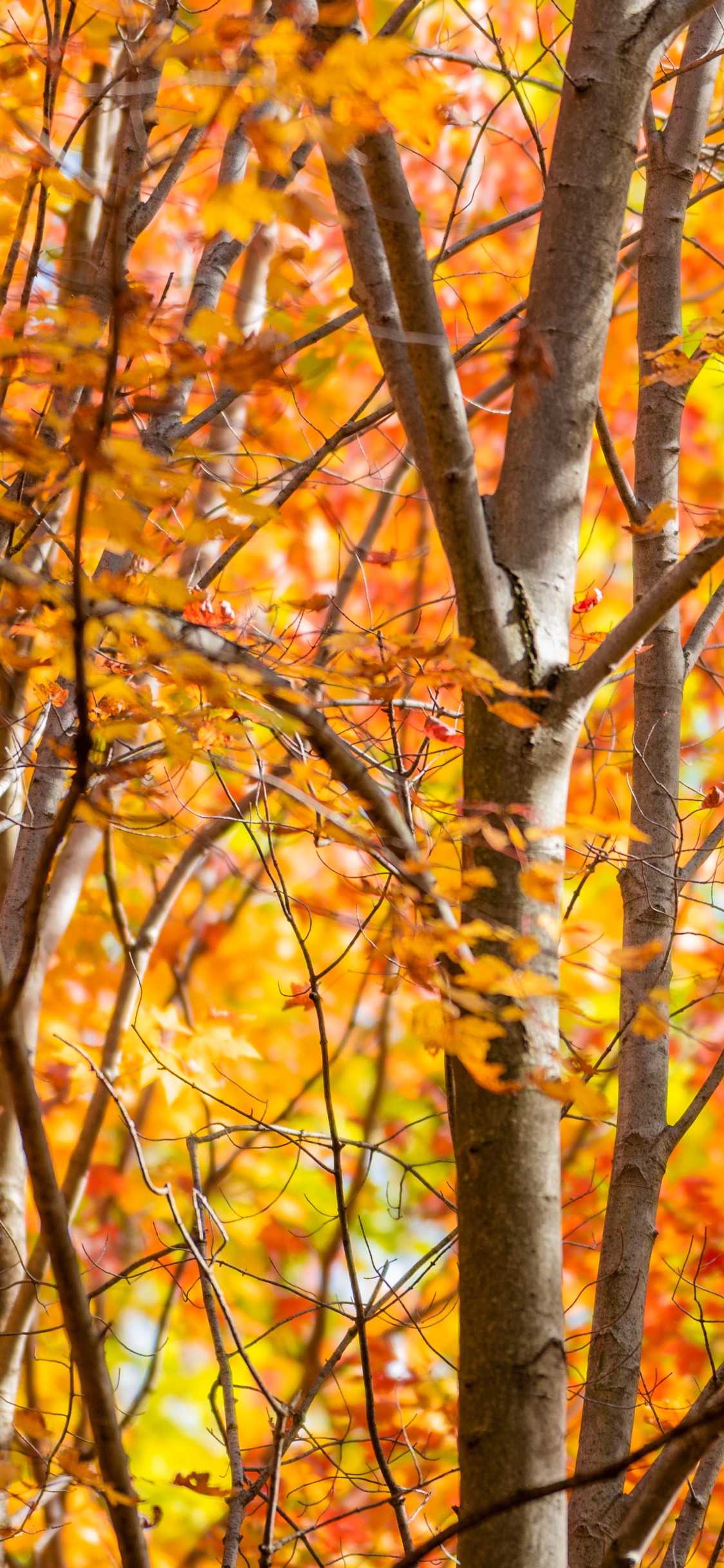 Herbst, Blatt, Branch, Baum, Naturlandschaft. Wallpaper in 1125x2436 Resolution