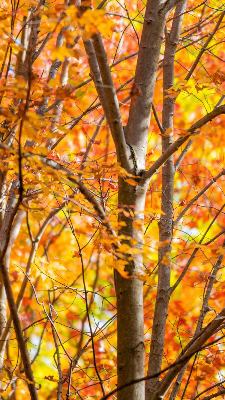 Herbst, Blatt, Branch, Baum, Naturlandschaft. Wallpaper in 750x1334 Resolution