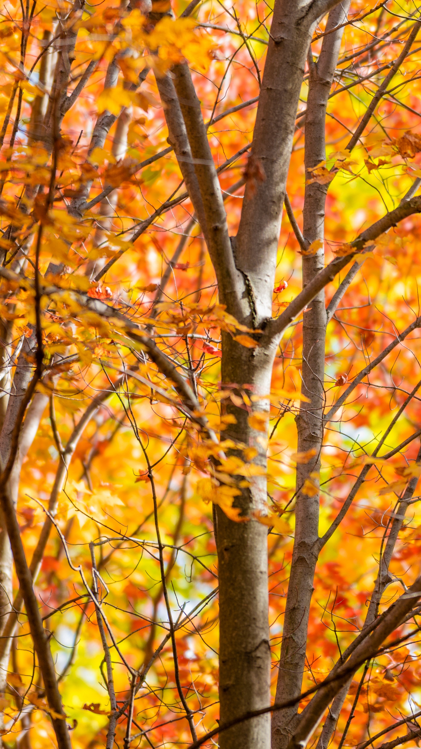 Sucursal, Paisaje Natural, La Gente en la Naturaleza, Ramita, Ambar. Wallpaper in 1440x2560 Resolution