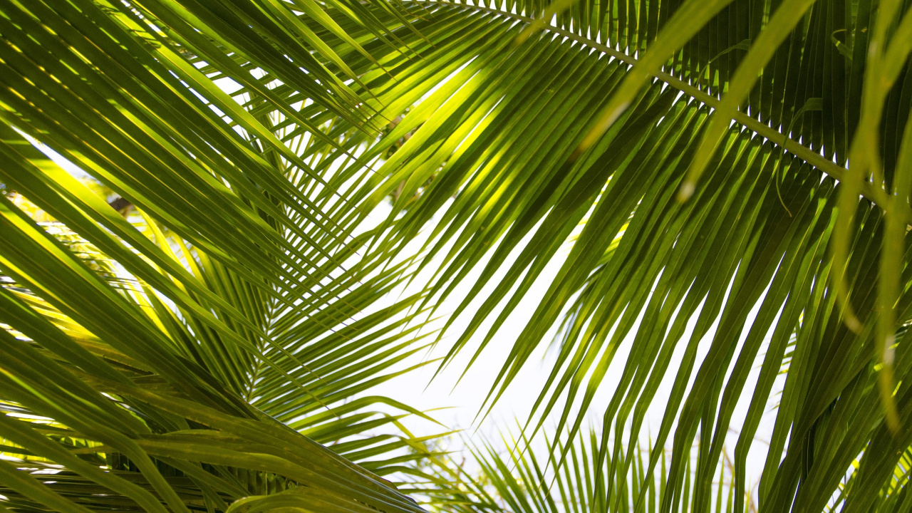 Green Palm Tree During Daytime. Wallpaper in 1280x720 Resolution