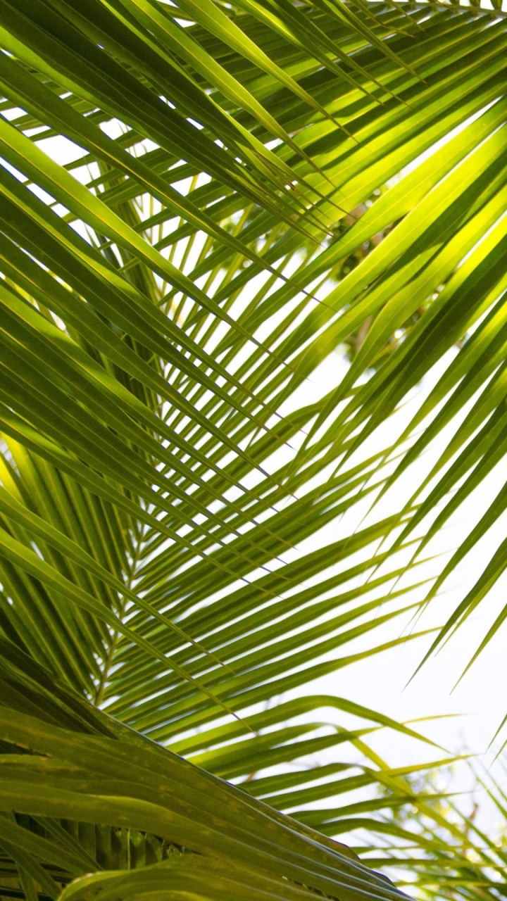 Green Palm Tree During Daytime. Wallpaper in 720x1280 Resolution