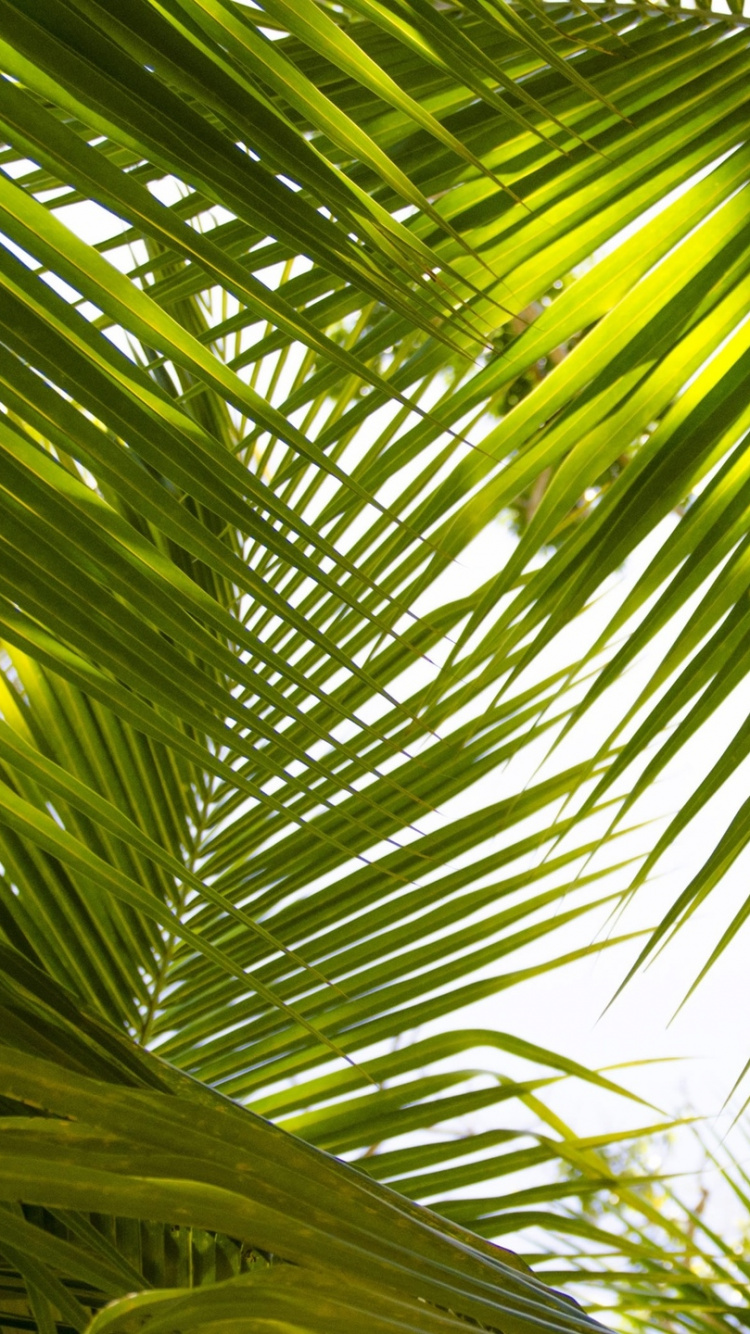 Green Palm Tree During Daytime. Wallpaper in 750x1334 Resolution