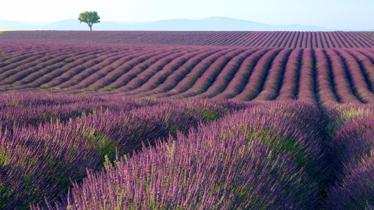 Tagsüber Grüne Und Braune Wiese Grass. Wallpaper in 1280x720 Resolution