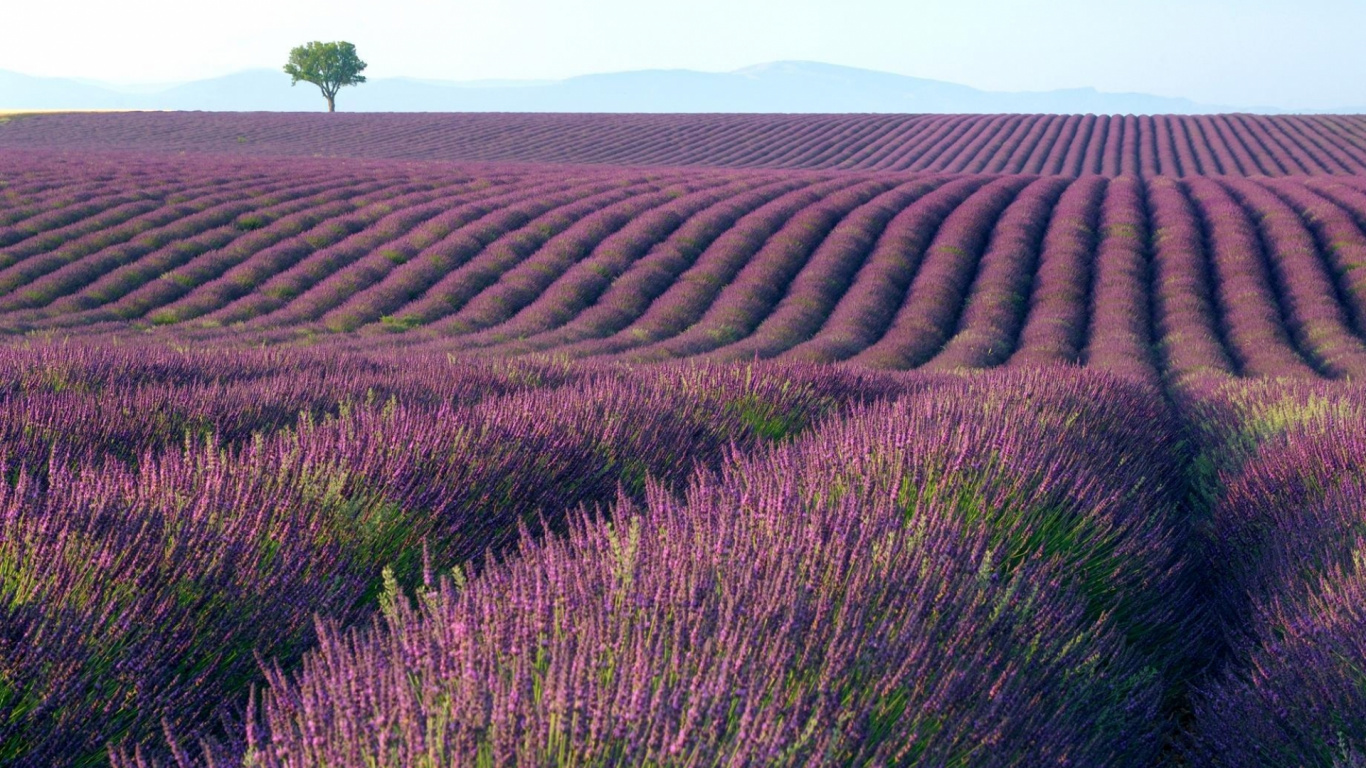 Green and Brown Grass Field During Daytime. Wallpaper in 1366x768 Resolution