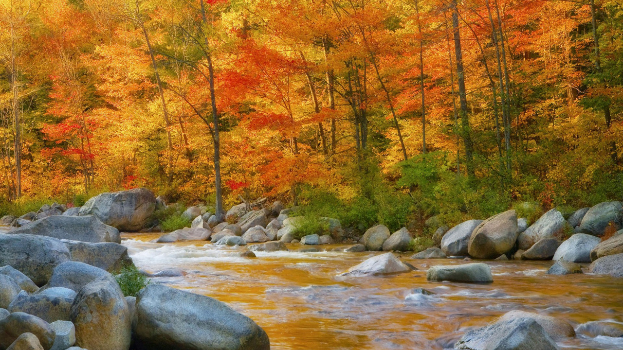 Brown and Red Trees Beside River. Wallpaper in 1280x720 Resolution