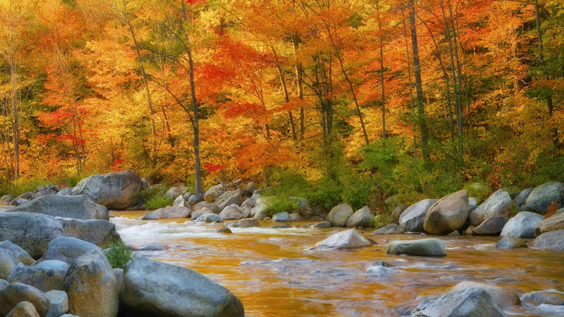 Brown and Red Trees Beside River. Wallpaper in 1920x1080 Resolution