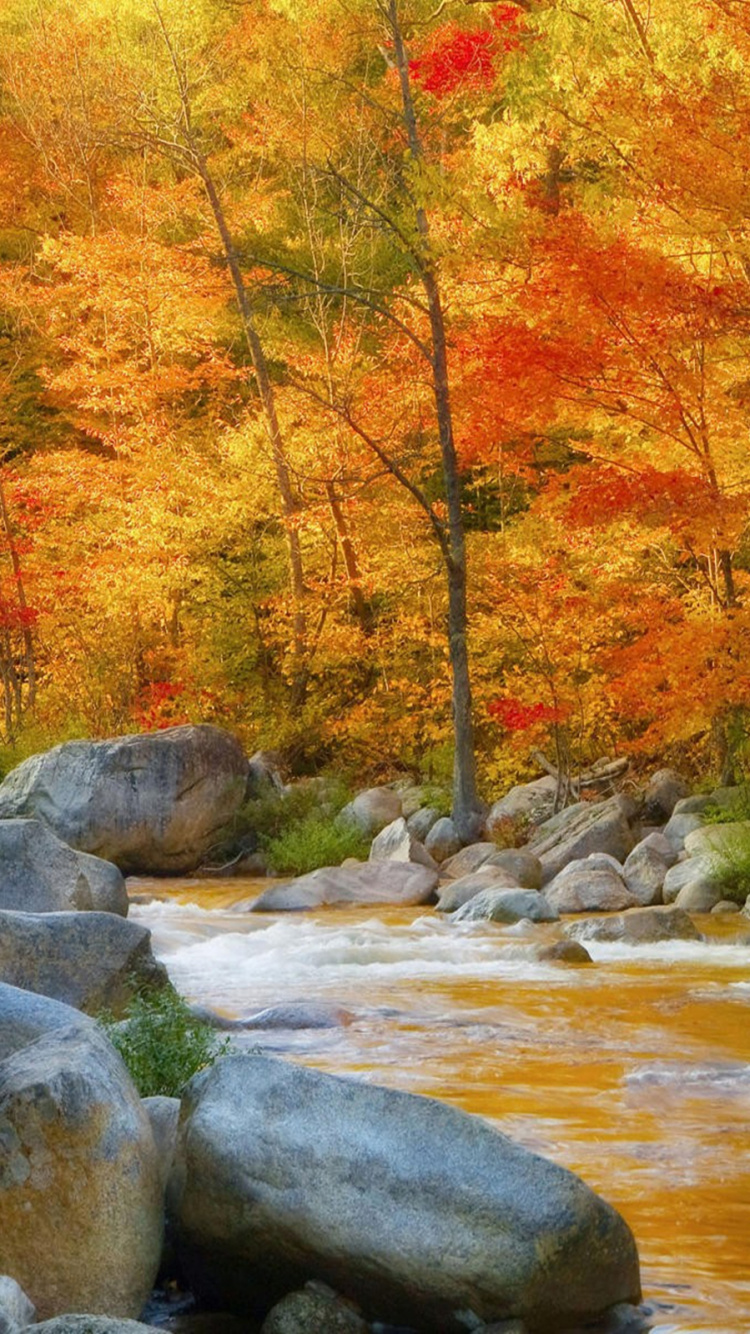 Braune Und Rote Bäume Neben Dem Fluss. Wallpaper in 750x1334 Resolution