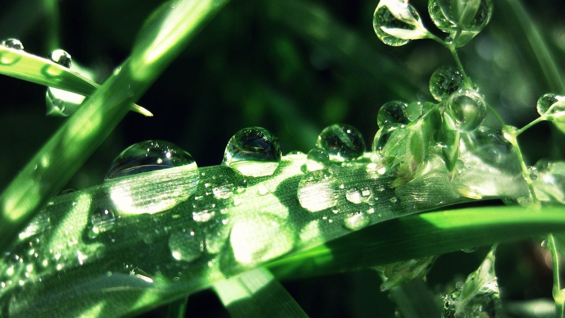 Gotas de Agua en la Planta Verde. Wallpaper in 1920x1080 Resolution