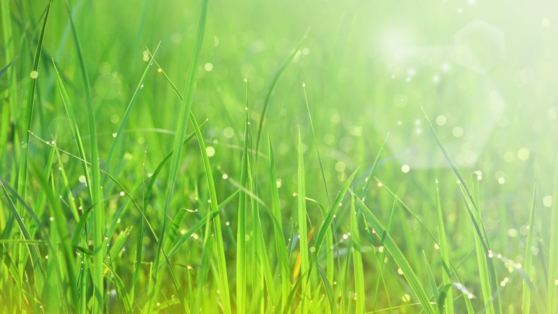 Water Droplets on Green Grass During Daytime. Wallpaper in 1920x1080 Resolution