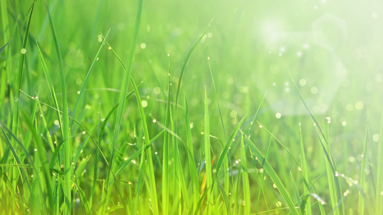 Gouttelettes D'eau Sur L'herbe Verte Pendant la Journée. Wallpaper in 1280x720 Resolution