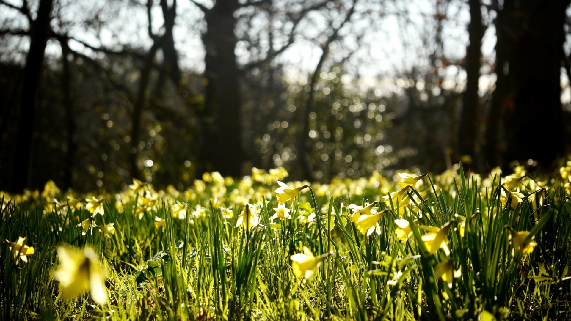 Yellow Flower Field During Daytime. Wallpaper in 1920x1080 Resolution