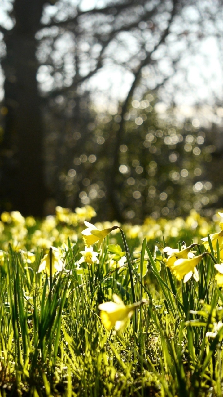 Yellow Flower Field During Daytime. Wallpaper in 720x1280 Resolution
