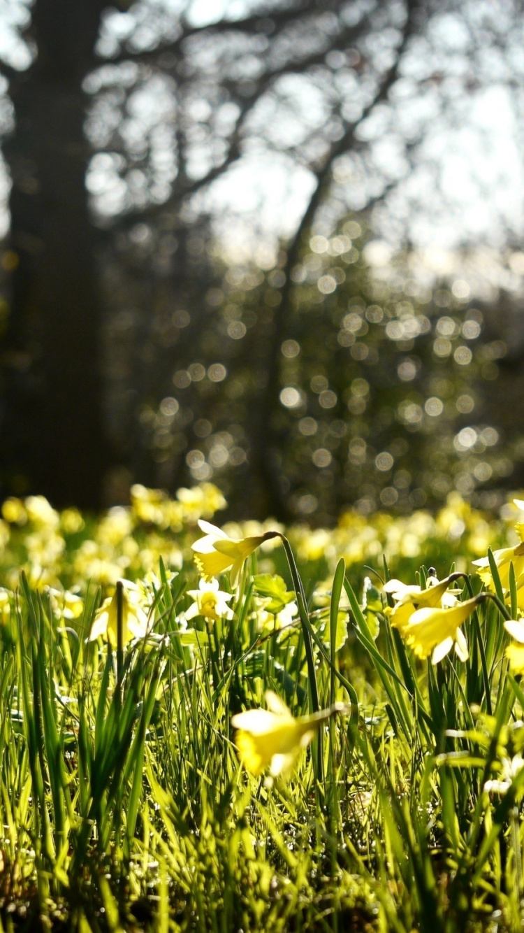 Yellow Flower Field During Daytime. Wallpaper in 750x1334 Resolution