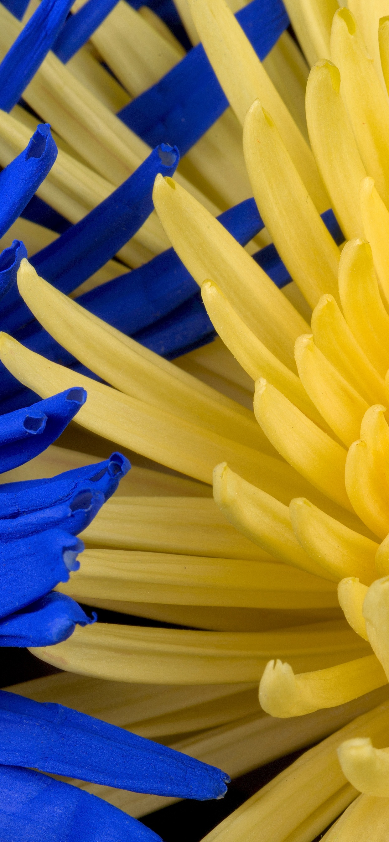 Bâtons en Plastique Bleu et Jaune. Wallpaper in 1242x2688 Resolution