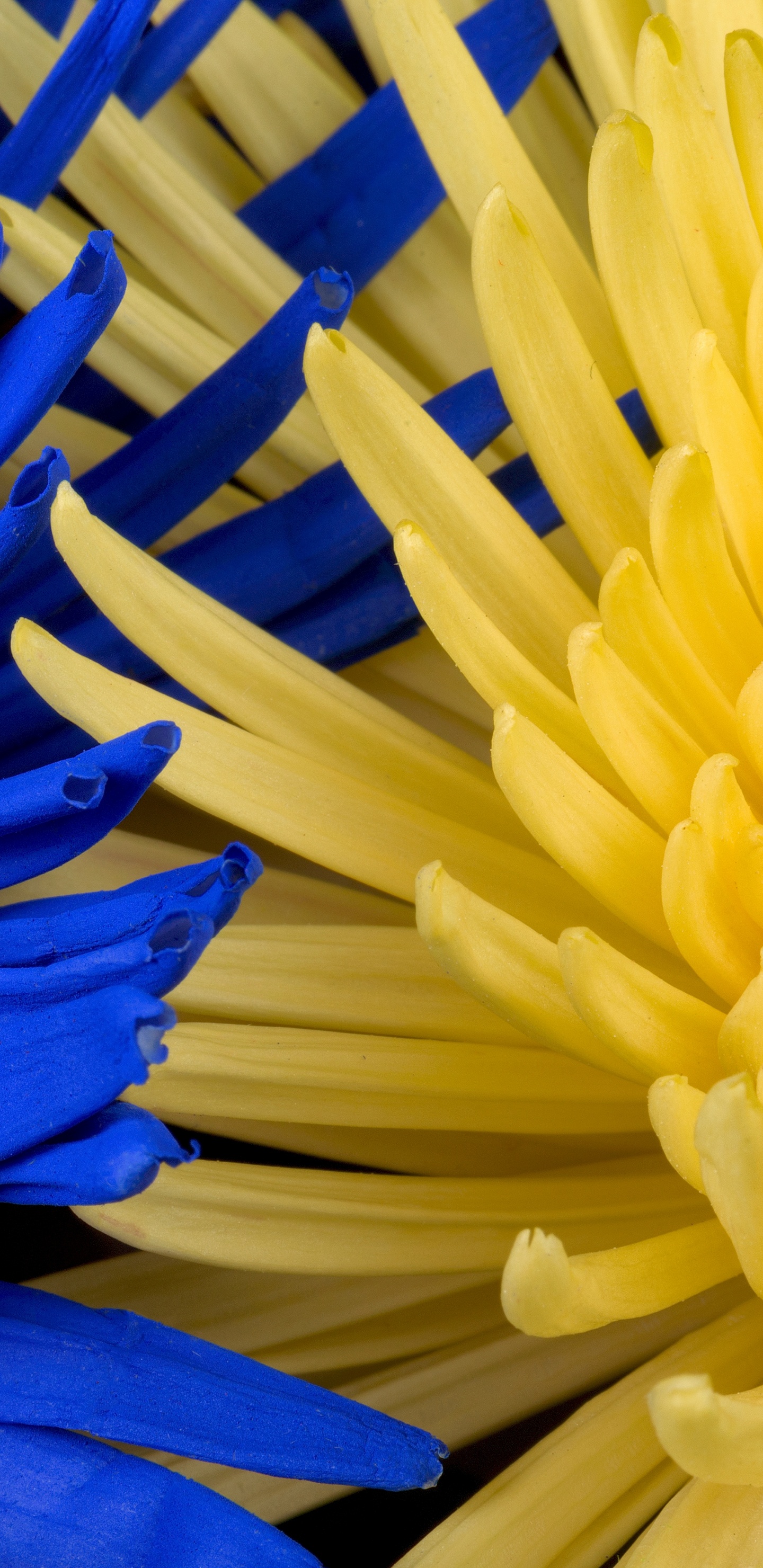 Blaue Und Gelbe Plastikstäbchen. Wallpaper in 1440x2960 Resolution