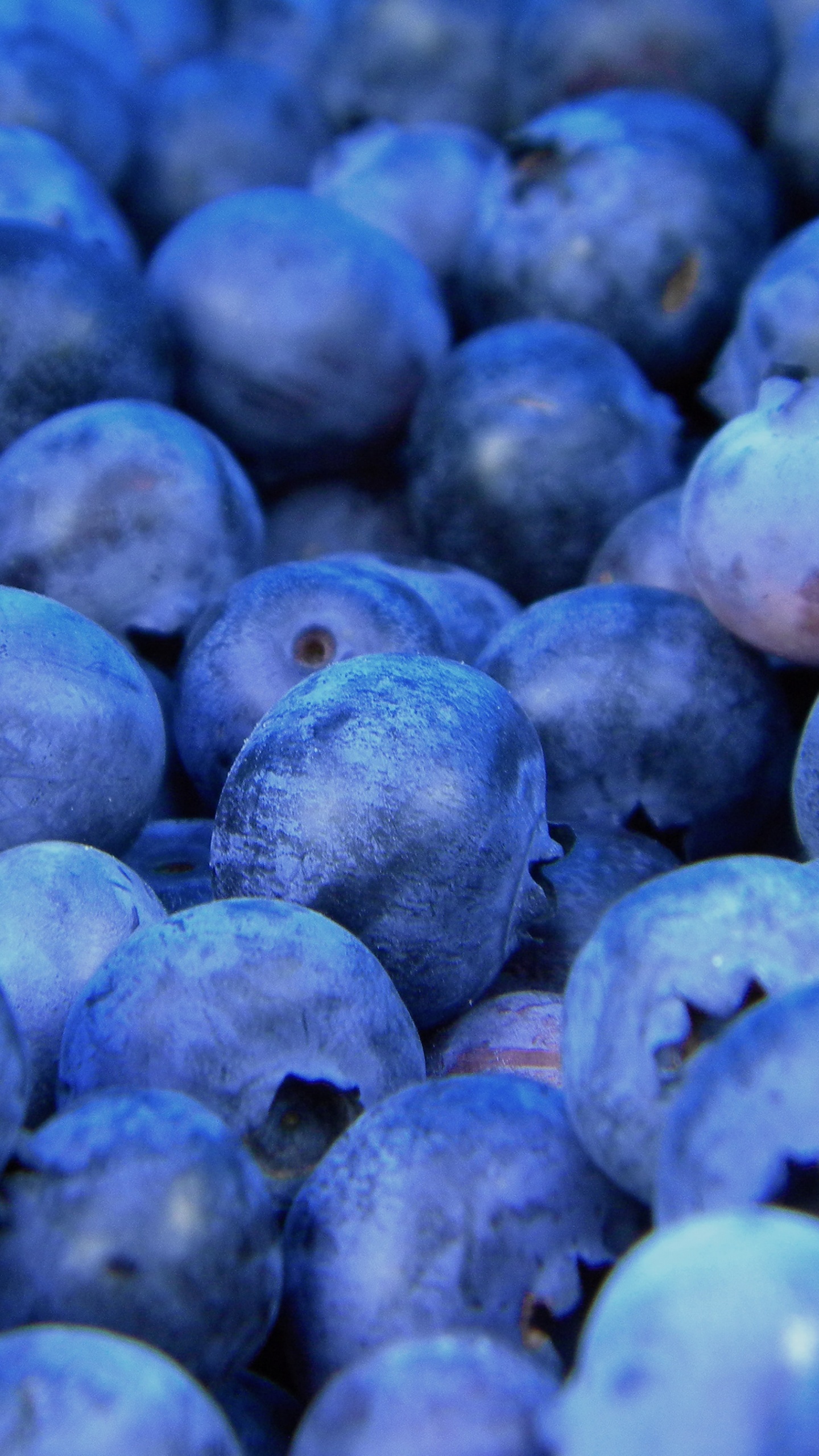 Blue Berries in Close up Photography. Wallpaper in 1440x2560 Resolution